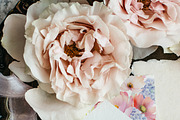Tenderness - Delicate Floral Clipart, a Seasonal Illustration by Olga Koelsch (Thumbnail 8 of 8)