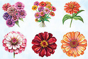 Watercolor Zinnia Flower Clipart, an Illustration by Craft Nest (Thumbnail 4 of 5)