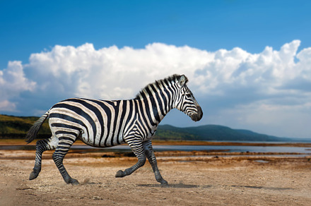 Zebra running in the savannah on white clouds background, Nation