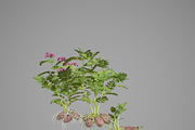 Potato tuber set, an Environmental 3D Model by AndrewWhite (Thumbnail 7 of 7)
