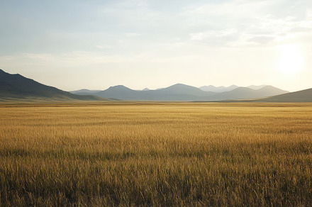 Vast open field under a warm sunset, a Photo by Iftikhar Alam