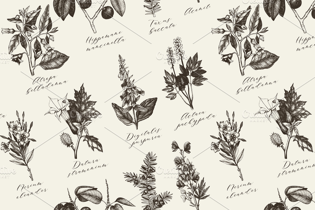 10 Most Poisonous Plants. Vector set, a Healthcare Illustration by Yevheniia (Photo 6 of 8)