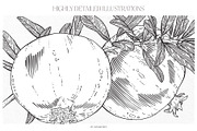 Summer Island Illustrations, an Animal Illustration by GVGraphics (Thumbnail 5 of 9)