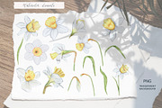 Watercolor and sketch daffodils, a Decorative Illustration by TatiArti (Thumbnail 11 of 13)