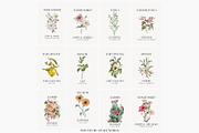 Watercolor floral posters prints, a Decorative Illustration by Grace Noboa Illustrations (Thumbnail 5 of 12)