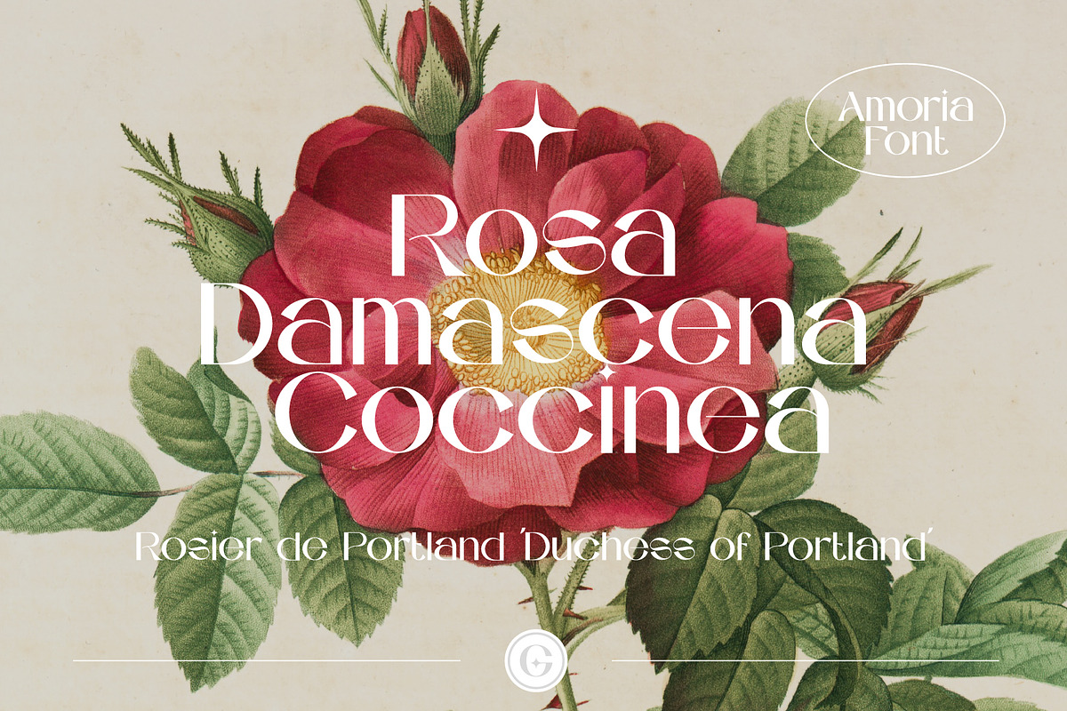 AMORIA Font Display Sans Serif, a Sans Serif Font by Guna Studio (Photo 3 of 12)