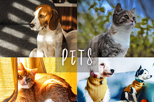 10 Pets Lightroom Presets for Mobile, a Preset Add-On by RamsaGraphi