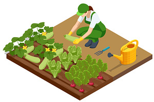 Agricultural cultivation. Isometric, an Object Illustration by Golden Sikorka