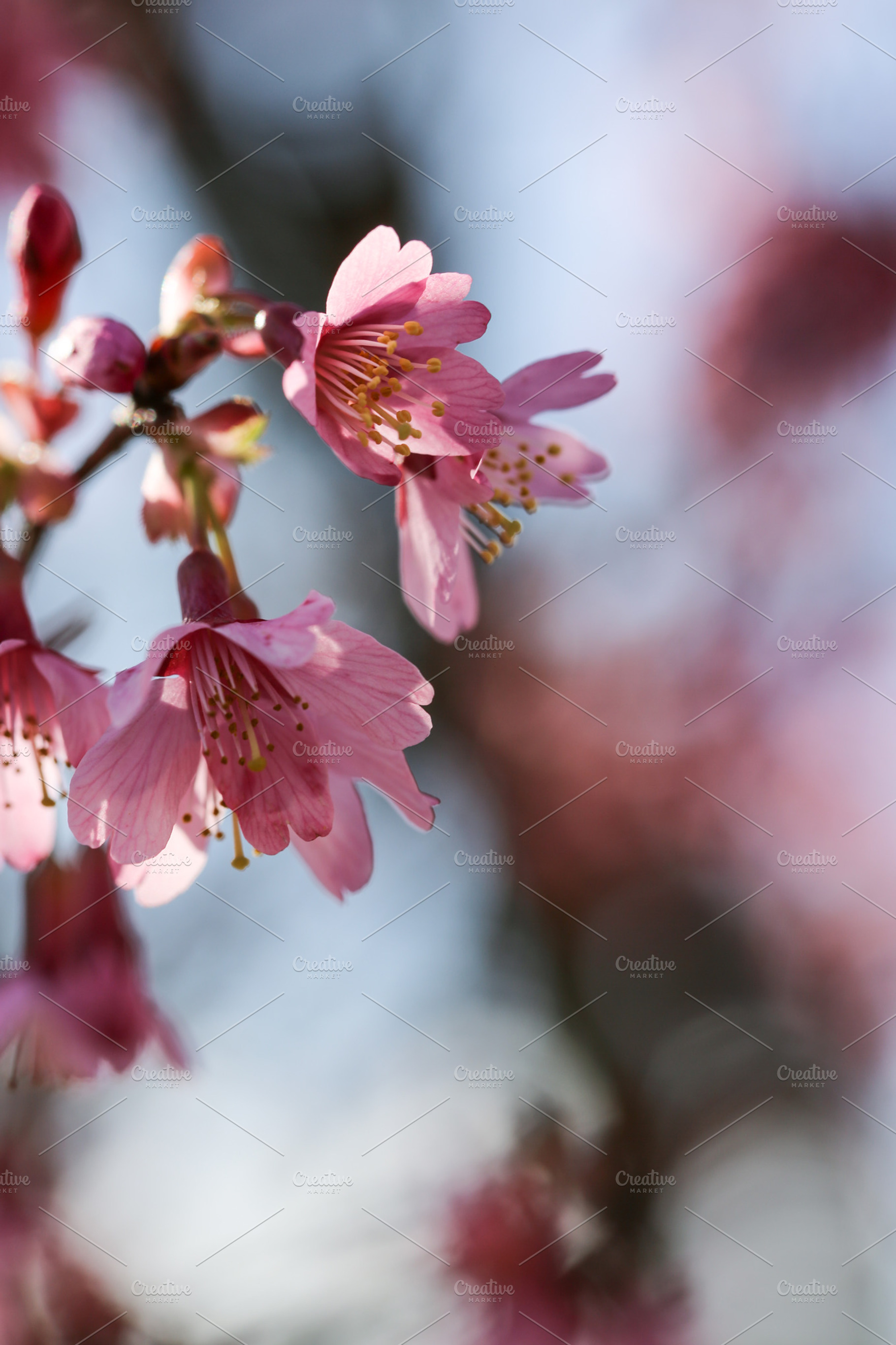 Flowering tree branch stock photo containing easter and background, a Holiday Photo by The Little Wild Apple
