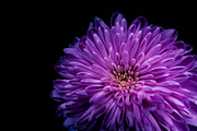 Dark Background Floral Bloom, a Nature Photo by Silent Nature (Thumbnail 6 of 10)