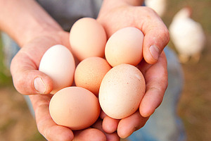 Farm fresh eggs containing eggs, color, and round