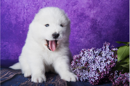 White fluffy small Samoyed puppy dog, an Animal Photo by COLORFUL