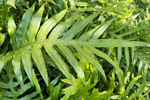 Green hawaii fern leaves, a Nature Photo by ArtBackground