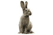 Peter Rabbit Illustration, an Illustration by Digital Art Downloads (Thumbnail 2 of 3)