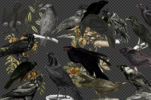 Vintage Ravens And Crows Clipart