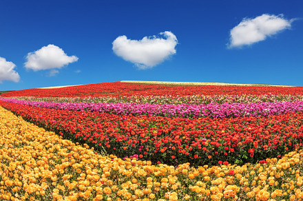 Huge fields of garden buttercups, a Nature Photo by kavram