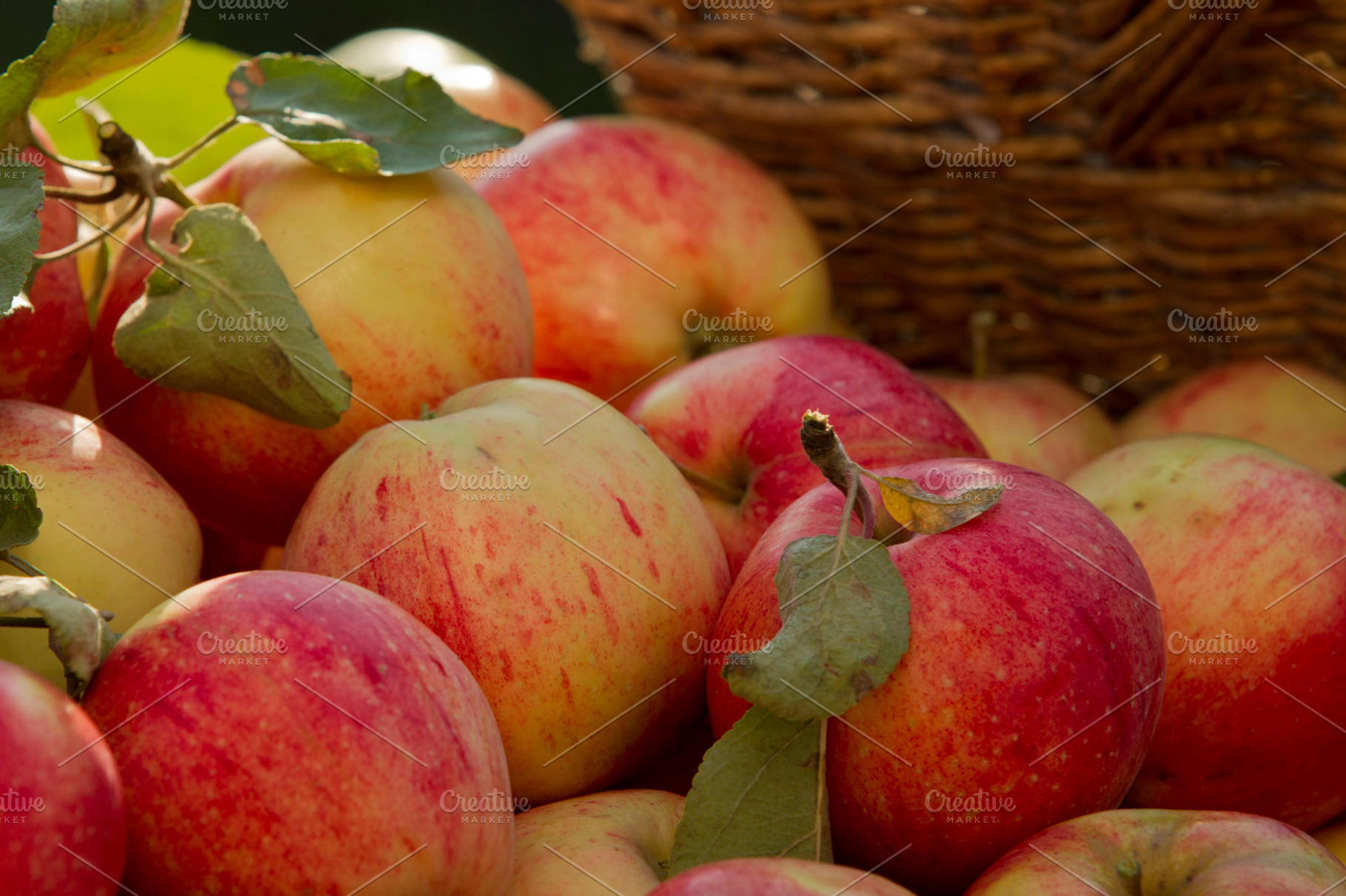 Apples Containing Apple Garden And Fruit