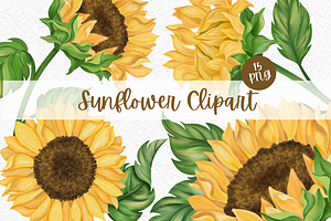 Sunflower Watercolor Clipart