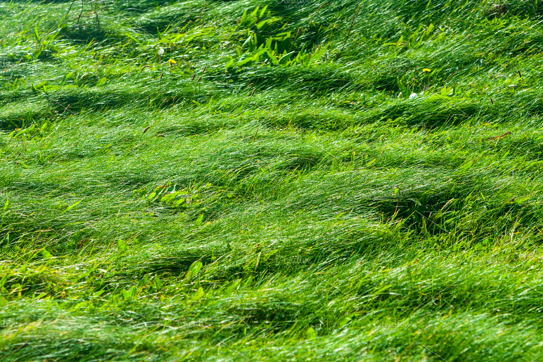 Grassy Pasture Field Background, a Nature Photo by Nefrith