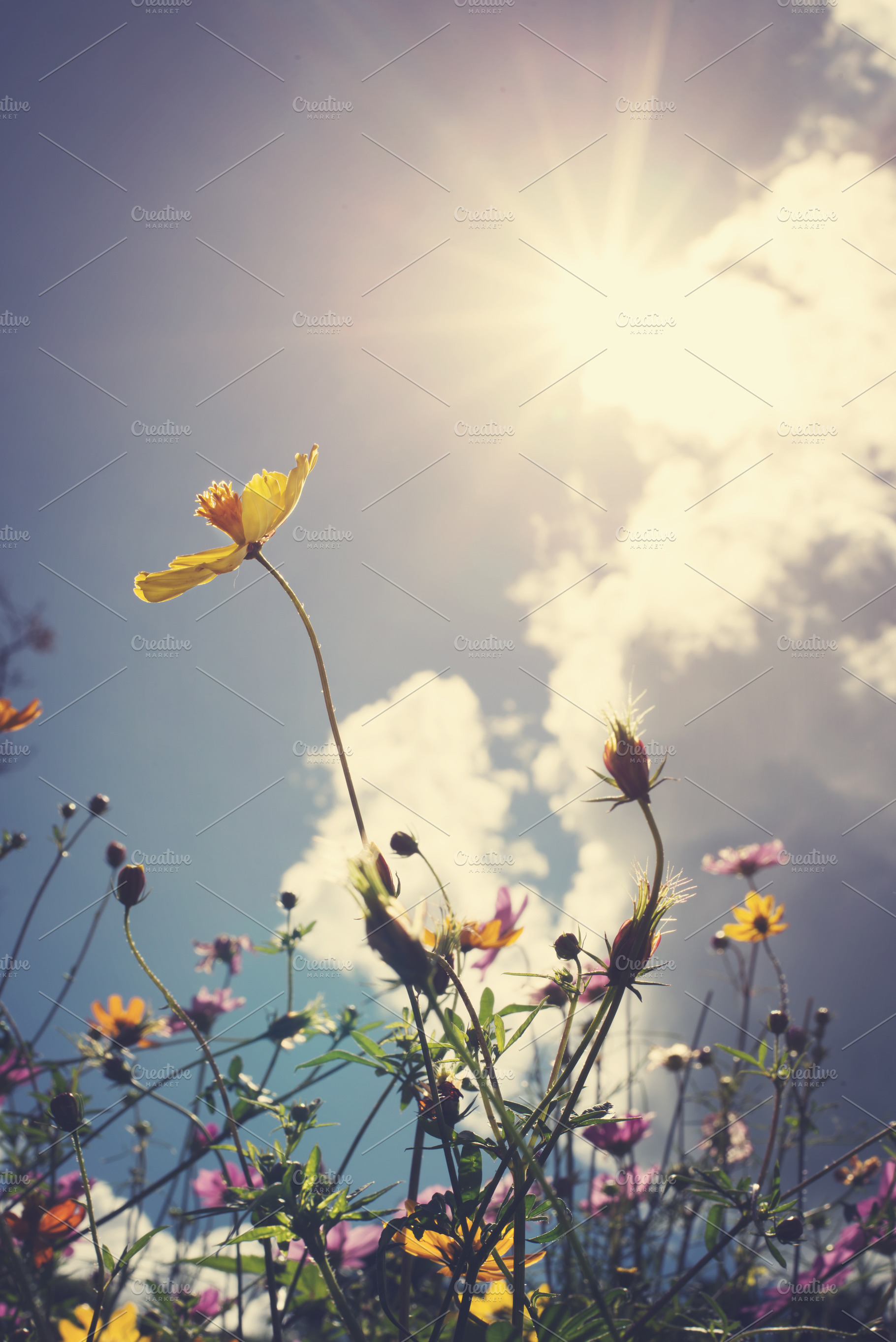 Cosmos flowers stock photo containing flowers and flower, a Nature Photo by jakkapan
