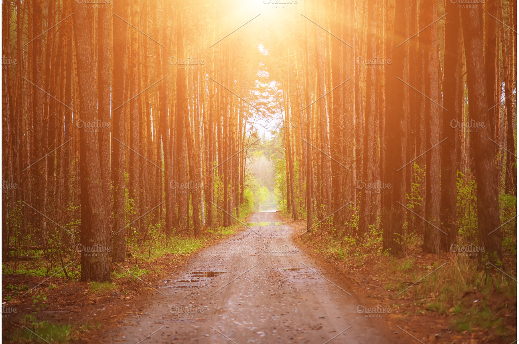 Sunny pine forest, a Nature Photo by Nature and travel