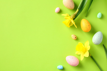Flat lay composition with colorful Easter eggs and daffodil spring flowers on g, a Holiday Photo by photoguns