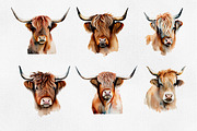 Highland cow, Highland cow 25 PNG, an Animal Illustration by Illustrator Space (Thumbnail 5 of 6)