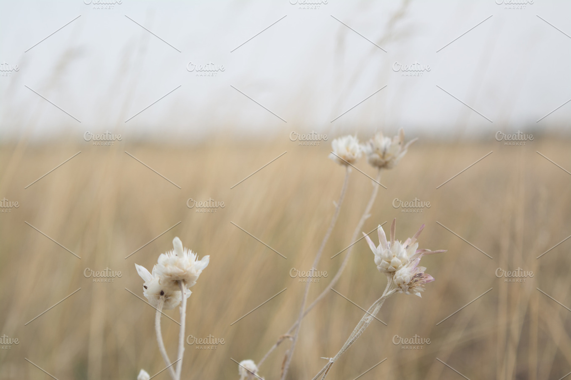 White Flowers On Field