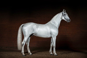 Orlov trotter horse