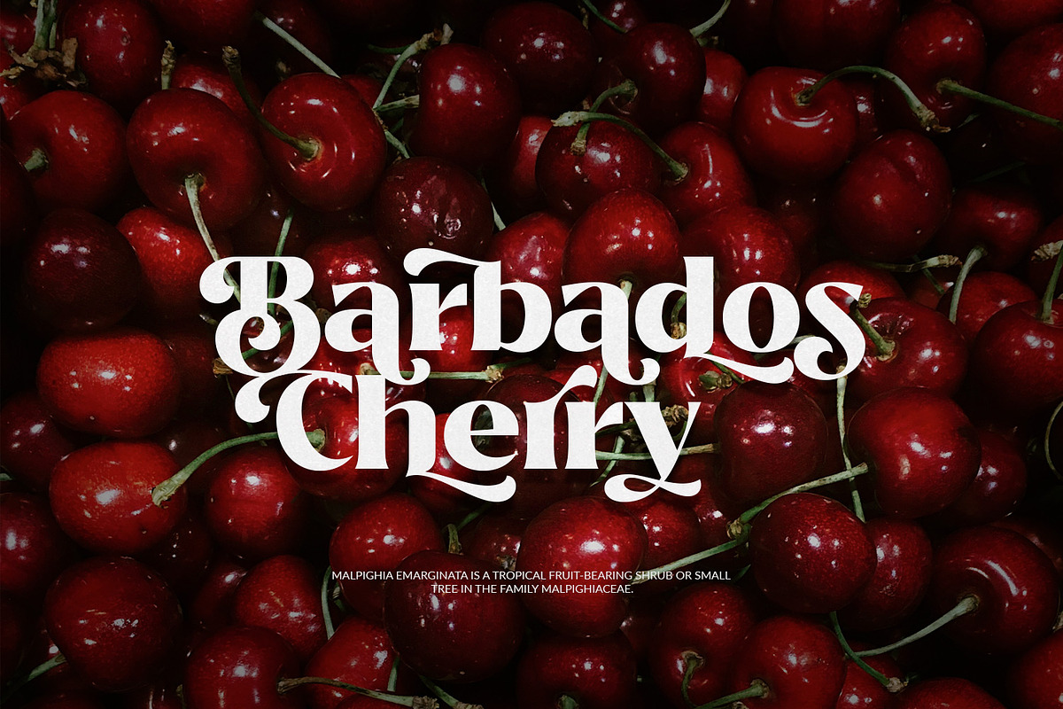 Bitra - Beauty Serif Family, a Serif Font by creativemedialab (Photo 9 of 17)