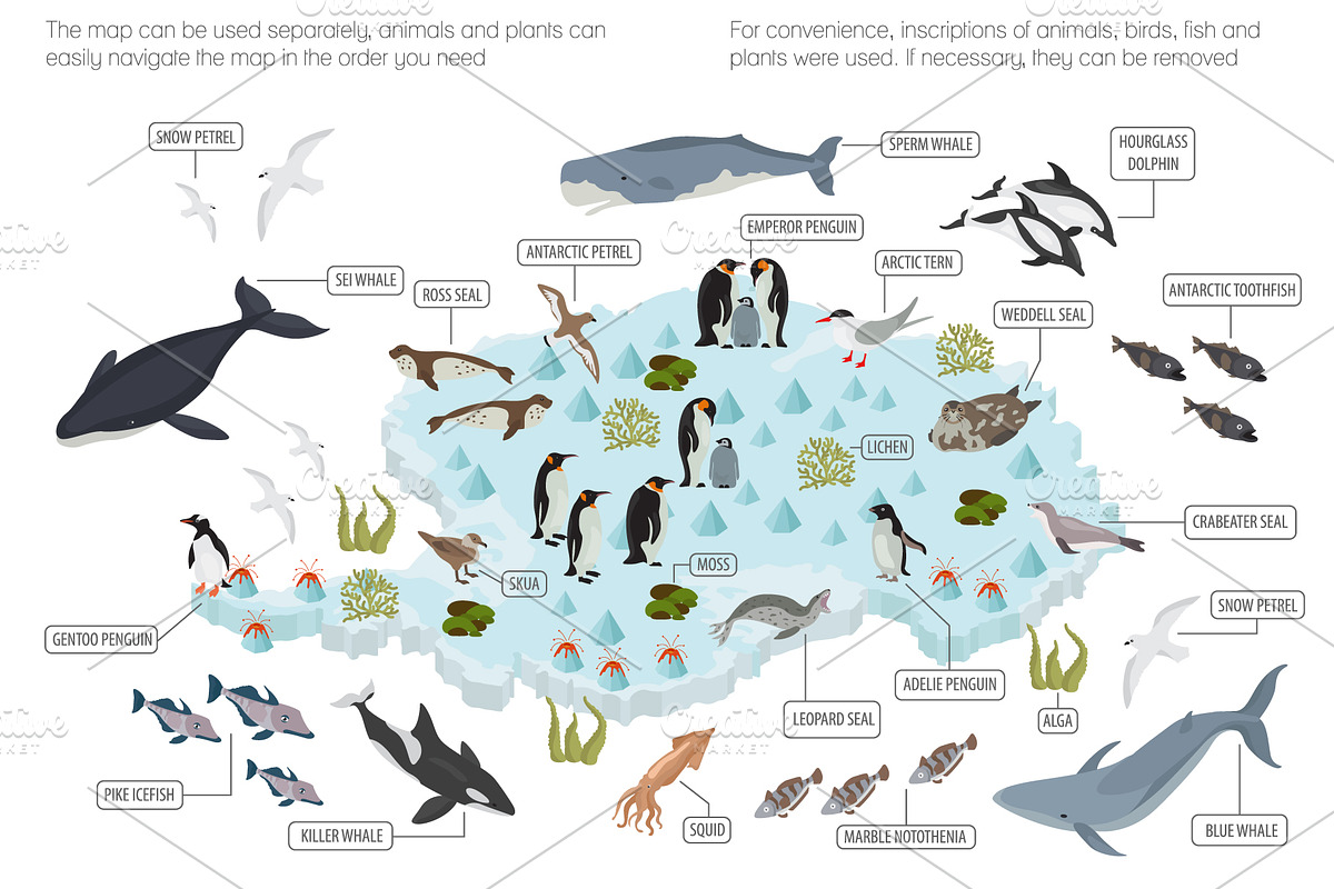 Antarctica isometric flora and fauna, an Animal Illustration by pet design shop (Photo 3 of 5)
