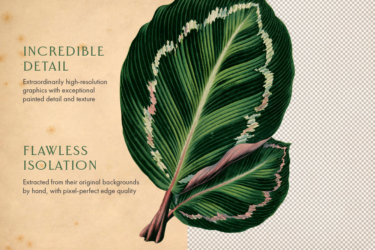 25 Vintage Leaves, an Object Graphic by The Object Atlas (Photo 5 of 5)