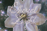 Petalia Decorative Floral Font, a Script Font by AnMark (Thumbnail 7 of 11)