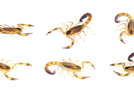 Group of brown scorpion. Insect., an Animal Photo by yod67