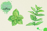 North American Herbs, a Food Illustration by Graphobia (Thumbnail 13 of 21)