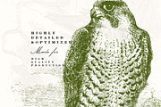 58 Birds Illustrations, an Illustration by Unember (Thumbnail 3 of 4)