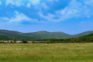A picturesque summer landscape with a green field of flowers, hi, a Nature Photo by ndanko