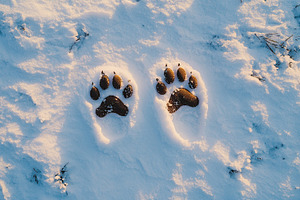 Dog foot prints on white snow with sun rays, an Animal Photo by AlyaAnd