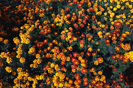 Autumn orange flowers in garden background, a Nature Photo by RETROWAVE '88