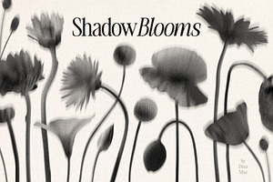 Shadow Blooms, an Object Graphic by Dina Mae
