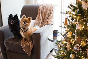 Christmas puppies featuring pomeranian, christmas, and holidays