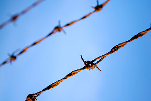 Barbed Wire Close, an Industrial Photo by THP Creative