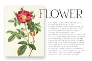 Disenativo - Sharp Display Fonts, a Sans Serif Font by Patria Ari (P4tcreativa) (Thumbnail 5 of 10)
