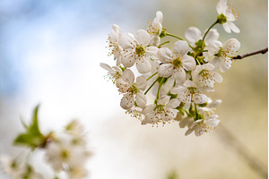 Blooming White Cherry Tree Branches