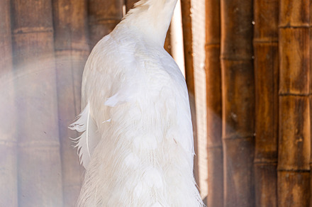 White peacock bird in the park