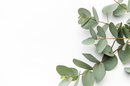 Eucalyptus branch  on white background., a Nature Photo by Olena Rudo