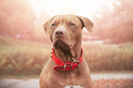 Lovable, pretty puppy of brown color. Close-up, an Animal Photo by Svetlana Barchan