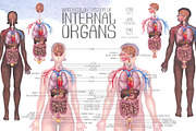 Watercolor anatomical body charts, a Healthcare Illustration by Ekaterina Glazkova (Thumbnail 2 of 8)