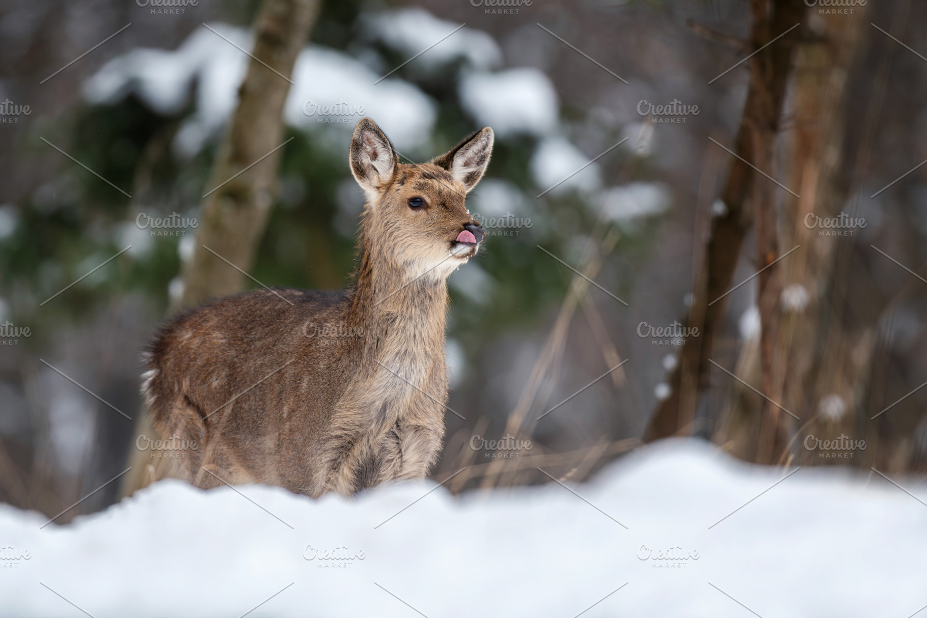 Young deer stands on snow in forest during winter season looking, an Animal Photo by Byrdyak