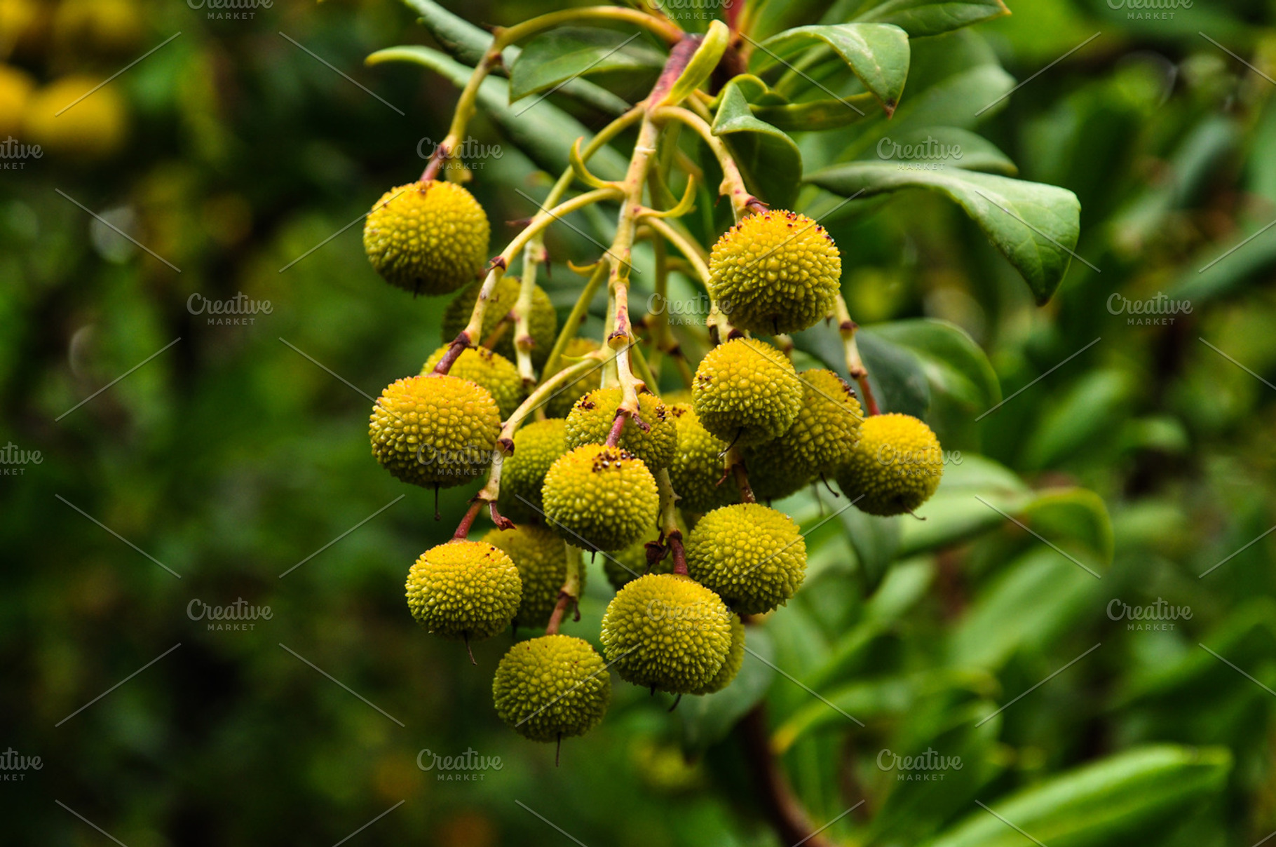 Arbutus, a Nature Photo by Iván Noguera Photography